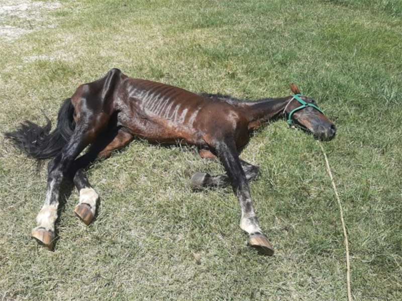 Vítima de maus-tratos, cavalo é resgatado em Americana, SP
