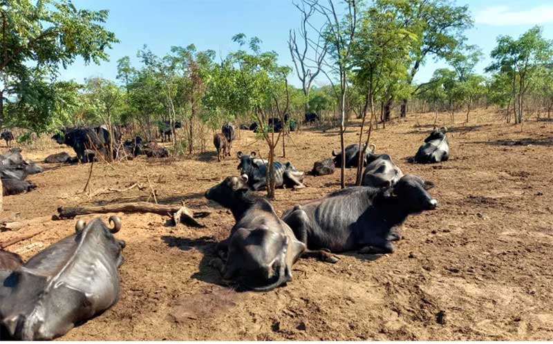 Animais encontrados em fazenda de Brotas — Foto: Polícia Ambiental/Divulgação