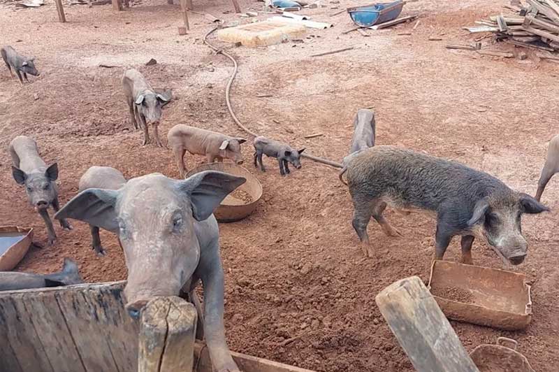 Porcos foram encontrados em situação de maus-tratos — Foto: Polícia Militar Ambiental/Divulgação