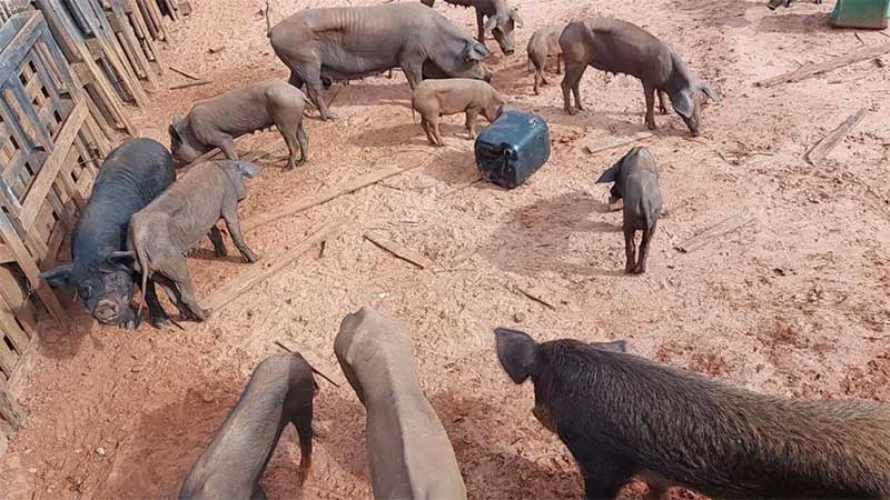 Polícia Ambiental resgata mais de 20 porcos em situação de maus-tratos em Fernandópolis, SP