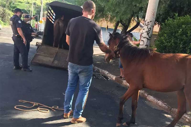 Égua com sinais de maus-tratos é resgatada em Franca, SP