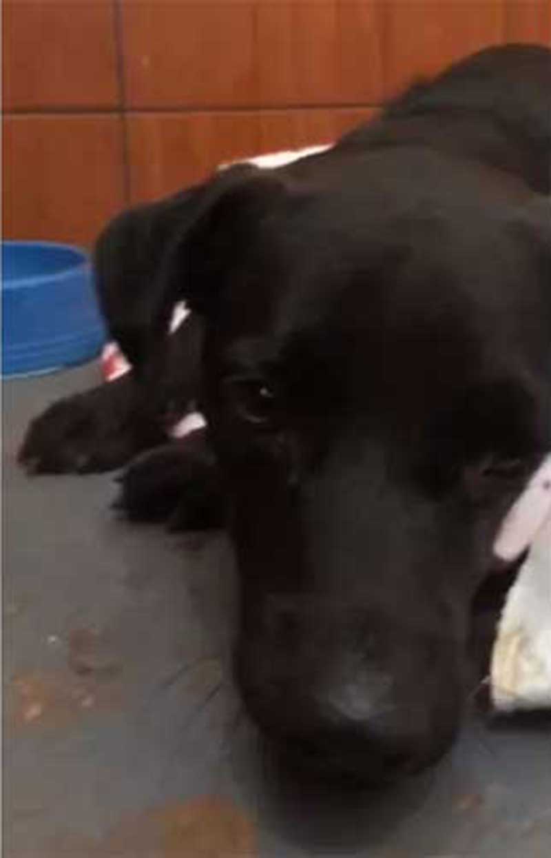 Cachorro agredido por tutores em Guaíra, SP, é resgatado, mas corre risco de morrer, diz veterinária