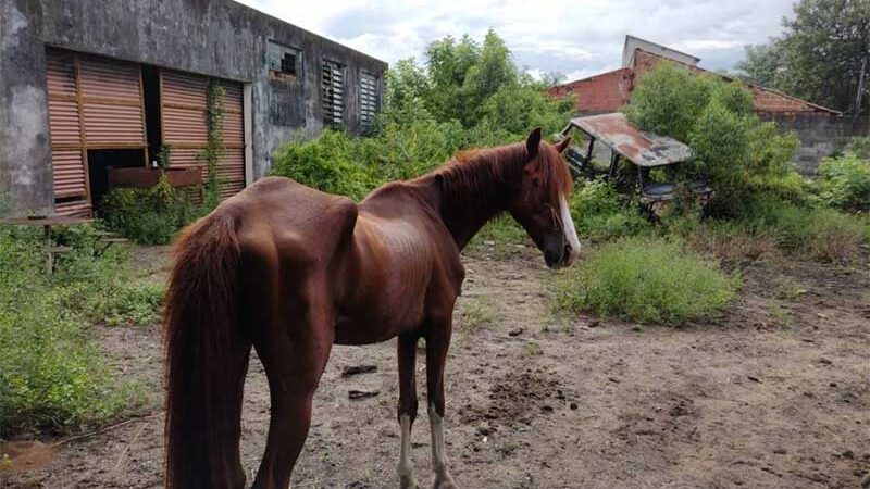 Vídeo: carroceiro é flagrado espancando cavalo com chicote no Guará