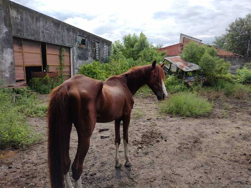 Homem é multado em R$6 mil por maus-tratos a cavalo em Guaratinguetá, SP