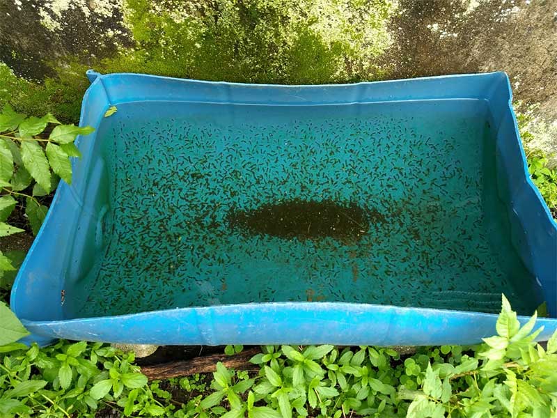 Policiais encontraram um tambor de água cheio de larvas. Divulgação/PM Ambiental