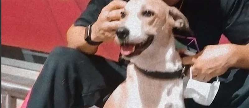 Tutores de cadela Pandora pedem indenização de R$ 330 mil por danos após sumiço de 45 dias