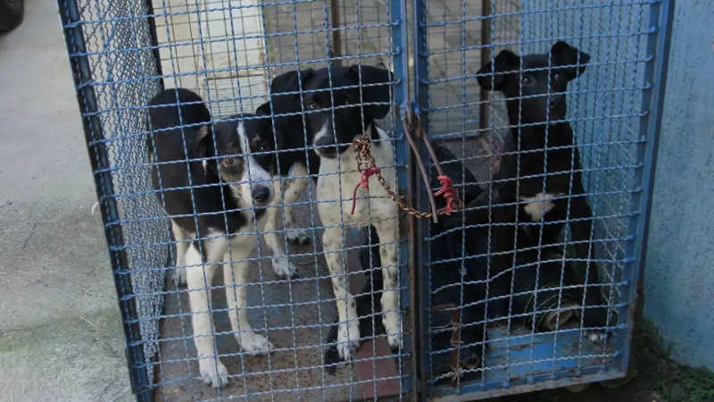 Cãezinhos são abandonados em posto veterinário de Jaguariúna, SP