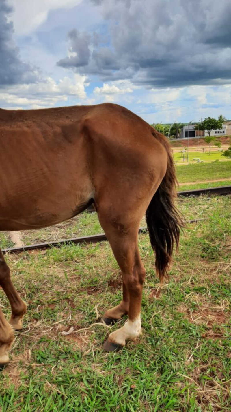 Cavalo é encontrado em situação de maus-tratos em Junqueirópolis, SP