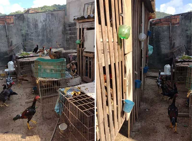 Mais de 200 aves são resgatadas de criação de galo para rinhas em Juquiá, SP