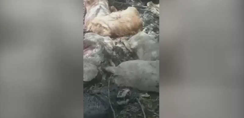 Dezenas de cães surgem decapitados em SP e caso intriga moradores: ‘Maldade’