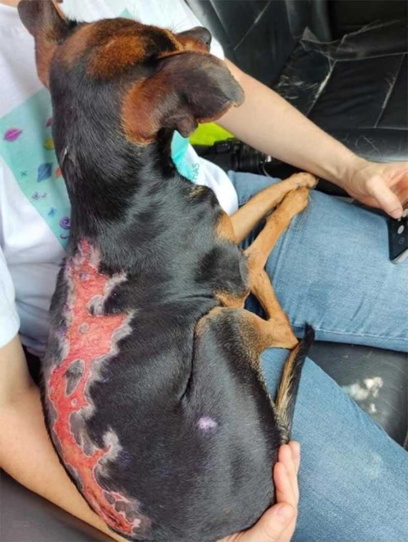 Cachorrinha queimada é resgatada em Nova Odessa, SP