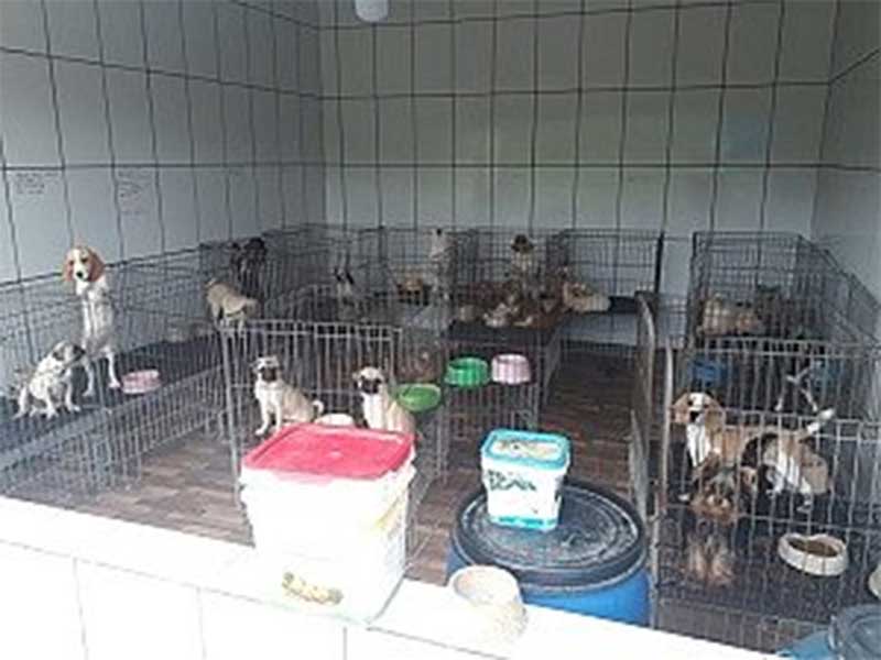 TJ-SP valida resgate de 1.700 cães de canil e doação ao Instituto Luisa Mell