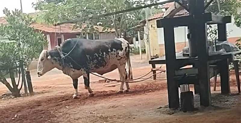 Imagens de boi explorado em fazenda de Piracanjuba (GO) viraliza e reacende polêmica sobre sofrimento animal