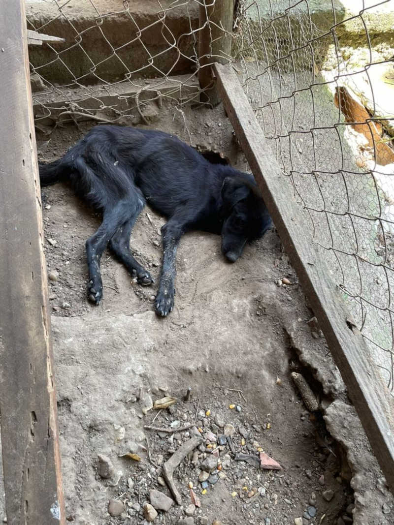 Aves exóticas e cachorro morto são encontrados em propriedade rural de Piracicaba, SP