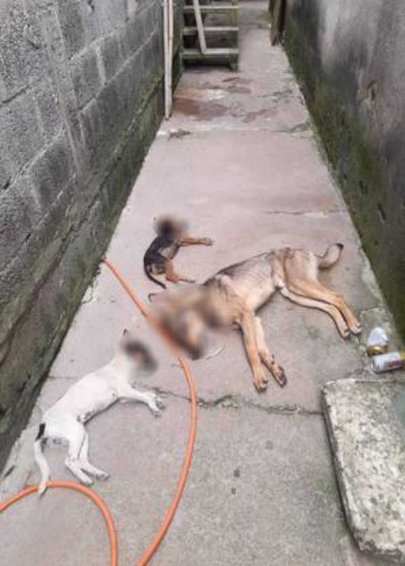 Mulher denuncia envenenamento e morte de cinco cachorros em Poá, SP