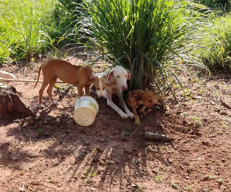 Polícia Ambiental multa homem em R$ 24 mil por maus-tratos a oito cães mantidos sem água e comida em Rancharia, SP
