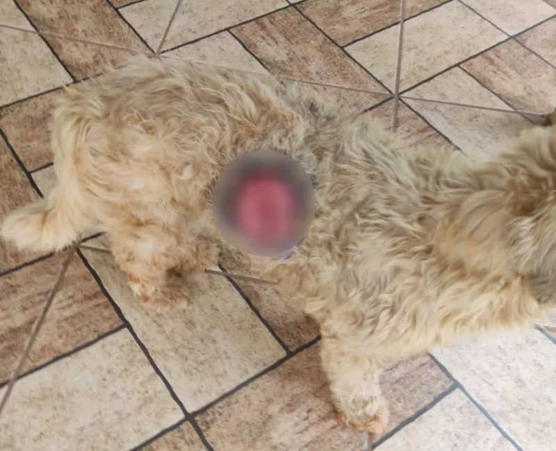 Morador de Regente Feijó (SP) leva multa de R$ 3 mil por maus-tratos a cachorro com ferida no corpo