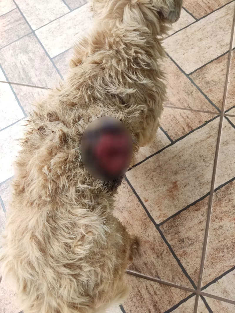 Cachorro foi vítima de maus-tratos em Regente Feijó (SP) — Foto: Polícia Militar Ambiental