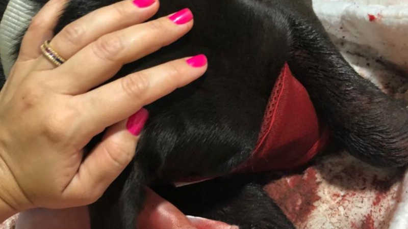 Cão Black foi agredido por tutores em Guaíra (Foto: Divulgação)