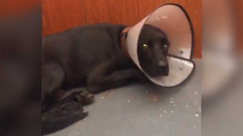 Cão agredido na região de Ribeirão Preto (SP) passa por cirurgia