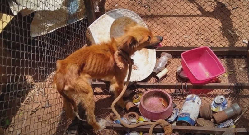 Guardas resgatam 45 animais em situação de maus-tratos em SP