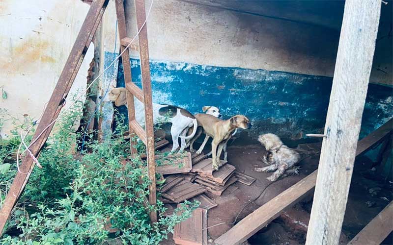 Polícia Ambiental e Dibea encontram cães em situação de maus-tratos em Rio Preto, SP