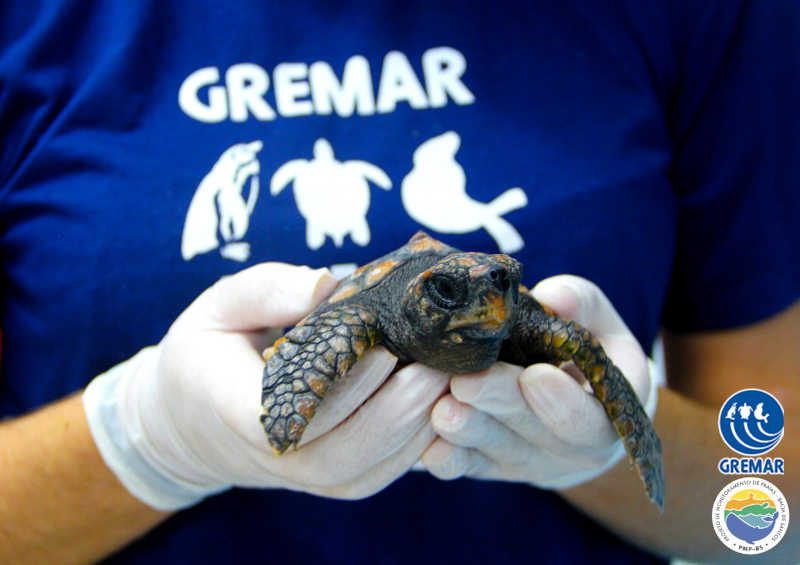 Instituto Gremar reabilitou e reintegrou 37 animais à natureza em 2021
