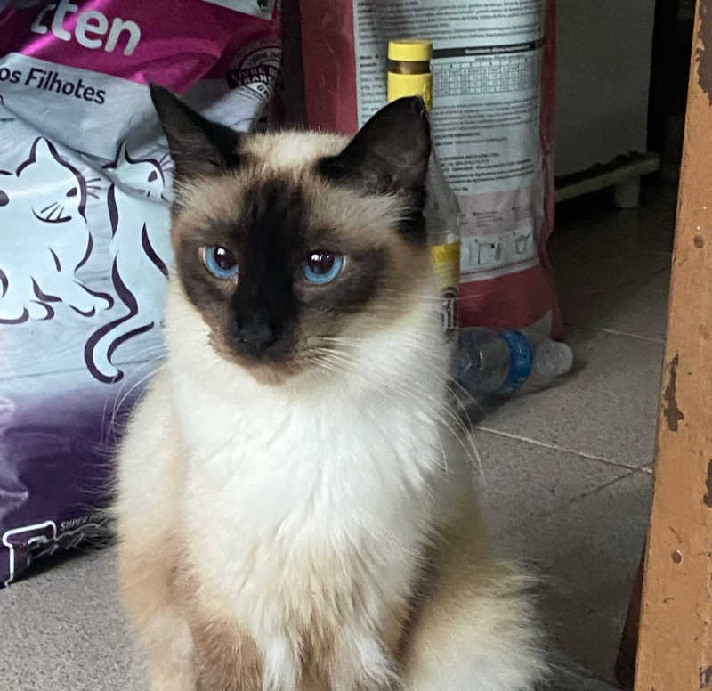 Após falecimento de tutora, mais de 30 gatos precisam de um novo lar em São Bernardo, SP