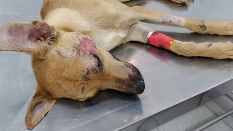 Após ser atropelado e ficar cego, cachorrinho Pitoco se recupera. Foto: Arquivo pessoal