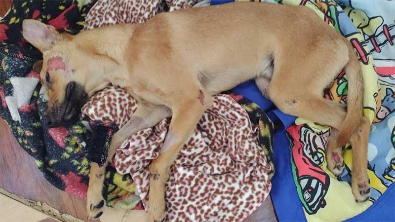 Após ser atropelado e ficar cego, cachorrinho Pitoco se recupera em São Carlos, SP
