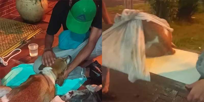 Morador em situação de rua e protetora improvisam maca para resgatar cão atropelado em SP; VÍDEO