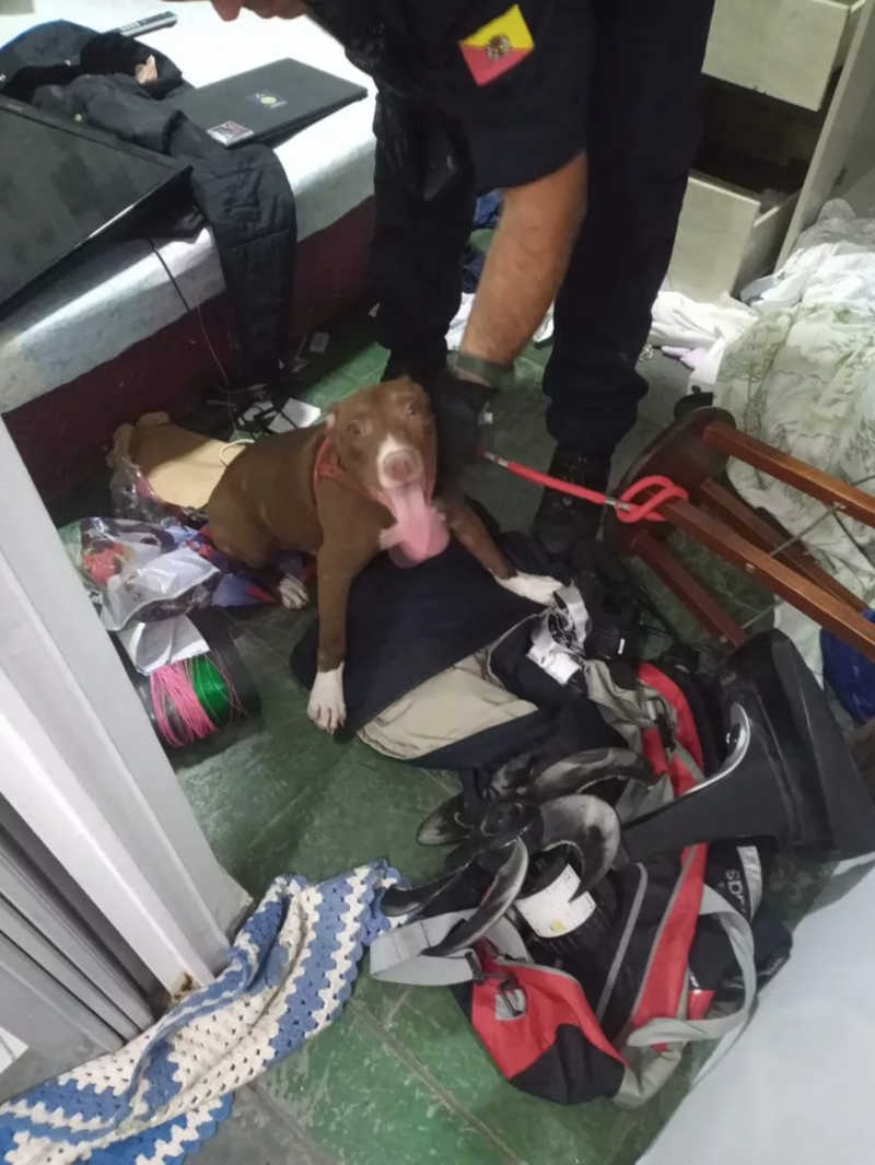 Guarda Municipal resgata pit bull em situação de maus-tratos em apartamento de Sorocaba