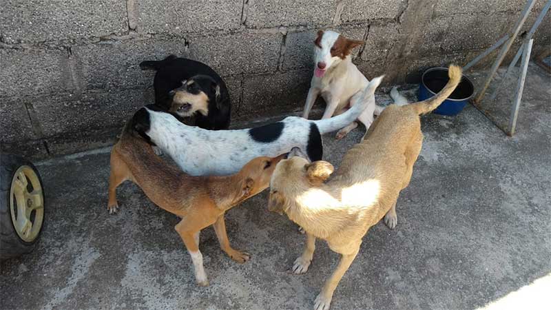 Família é multada em R$ 49,5 mil por maus-tratos contra cinco cachorros, em Taubaté, SP