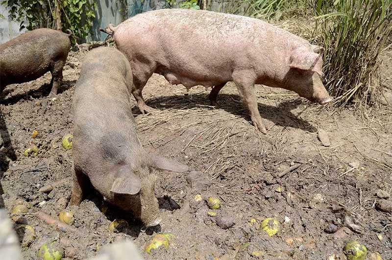 Porcos em situação de maus-tratos são resgatados em Várzea Paulista — Foto: Prefeitura de Várzea Paulista/Divulgação