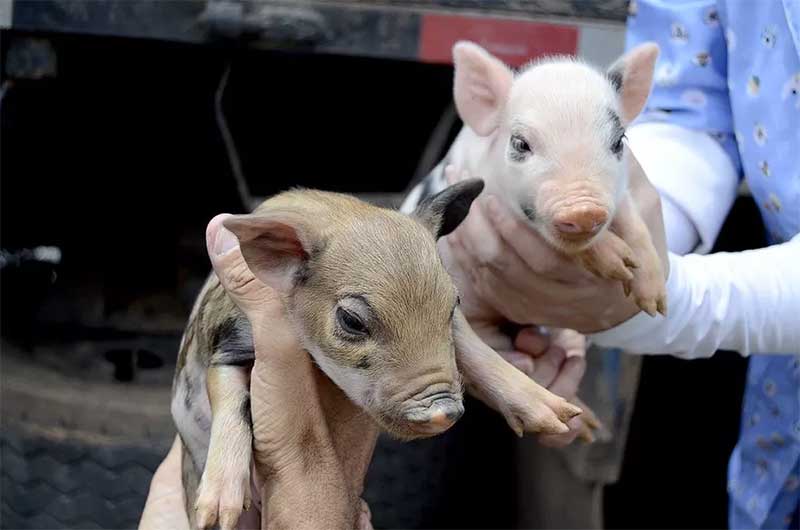 Porcos em situação de maus-tratos são resgatados em Várzea Paulista