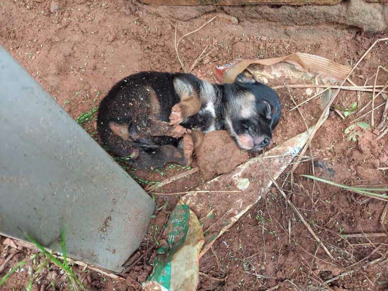 Cachorros são encontrados em estado de abandono em Votuporanga, SP