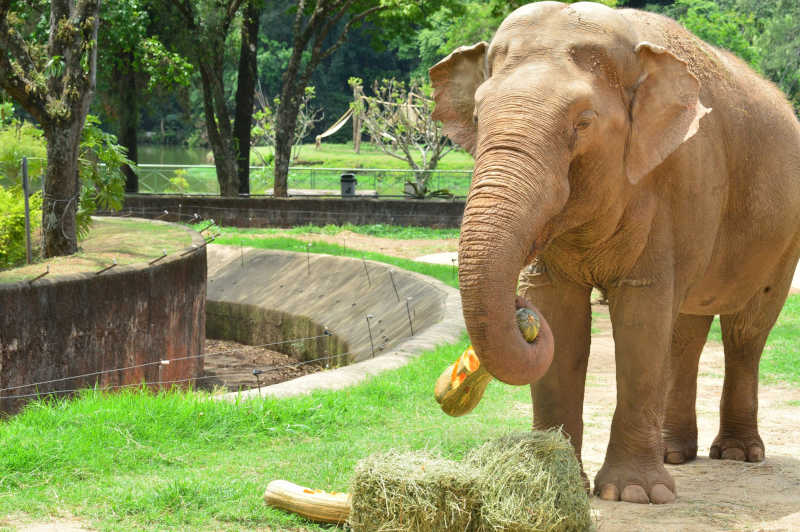 Ministério Público recomenda que elefante Sandro vá para santuário no MT e não para BioParque no RJ