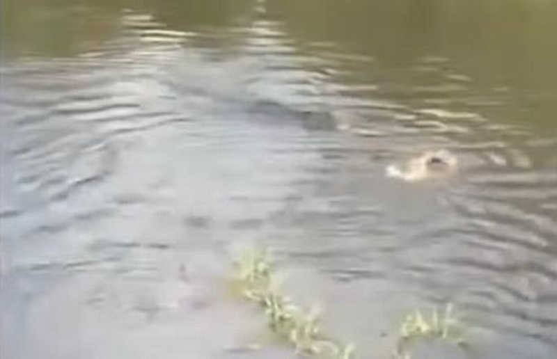 Vídeo perturbador mostra pessoas alimentando crocodilos com cachorros vivos