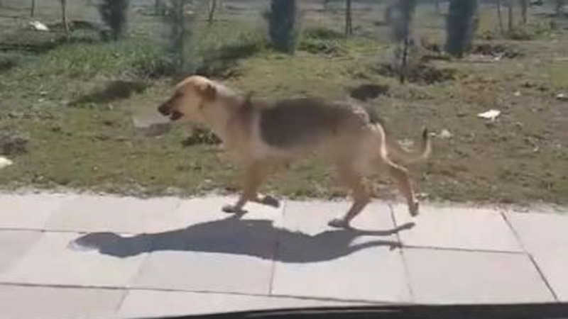 Cachorro abandonado carrega tigela de comida e homem decide segui-lo