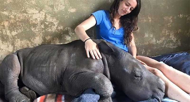Jovem salva bebê órfão de rinoceronte e animal acha que ela é sua mãe. União de amor e carinho!