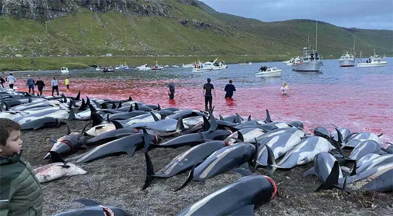 As baleias-piloto também são massacradas anualmente na Islândia. Imagem, Divulgação/Sea Shepherd.