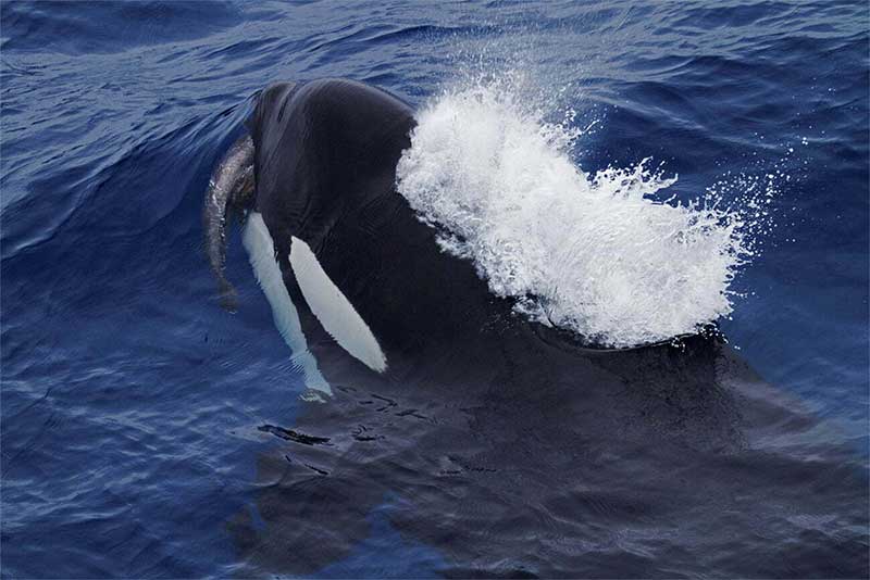 A orca é mais uma das espécies de baleias dentadas. Imagem, Paul Tixier.
