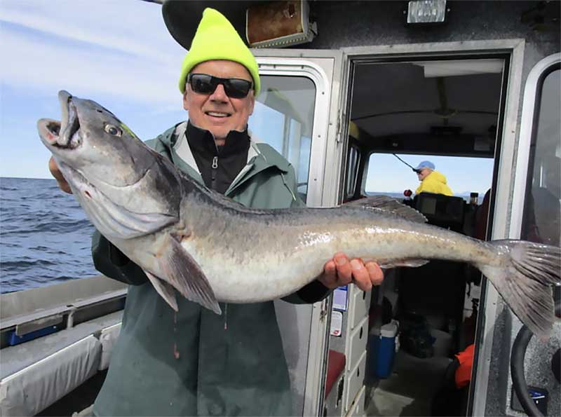 O sablefish, também conhecido como ‘bacalhau negro’, sua carne é muito apreciada. Imagem, anglingunlimited.com.
