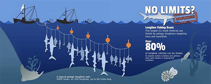 Outros problemas da pesca com espinhel. Ilustração, https://i.pinimg.com/.