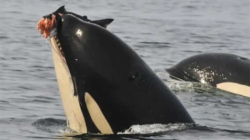 As orcas são uma das espécies dentadas. Imagem, https://www.cbc.ca.