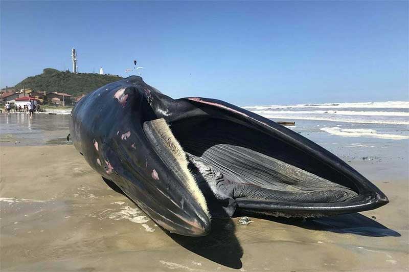 Esta baleia filtrante foi encontrada em Torres, RS. Imagem, Ott / GEMARS/Uergs.