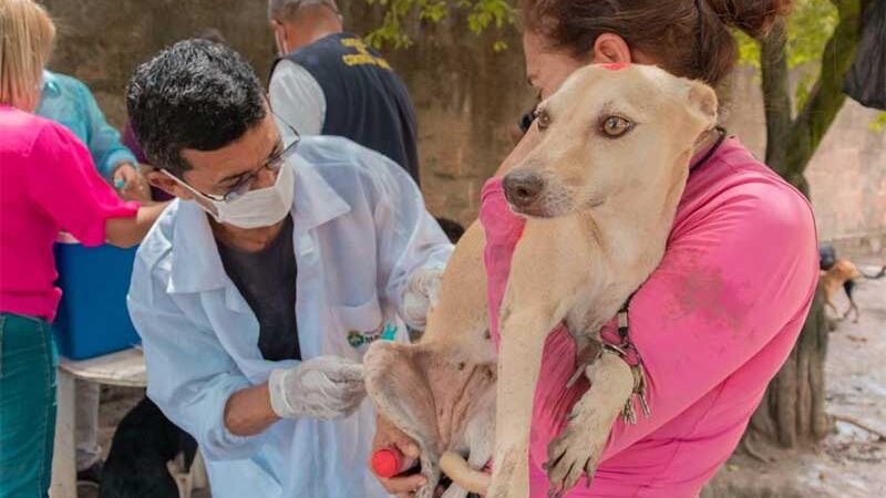 ONGs que fazem acolhimento de animais em Maceió receberam a dose anual de vacina antirrábica. A primeira visita do GGI-CA e UVZ foi no Instituto Animal Esperança.