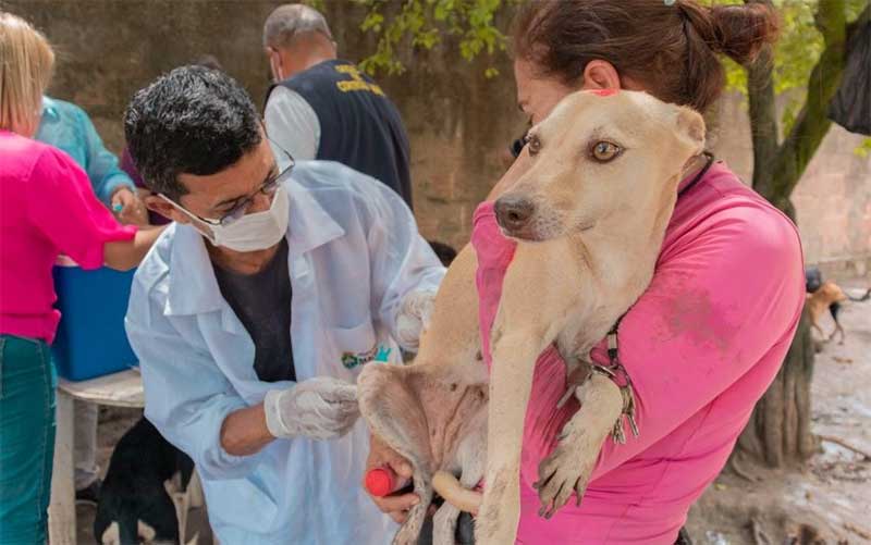 Gabinete da Causa Animal visita ONGs e aplica vacina antirrábica em cães e gatos em Maceió, AL