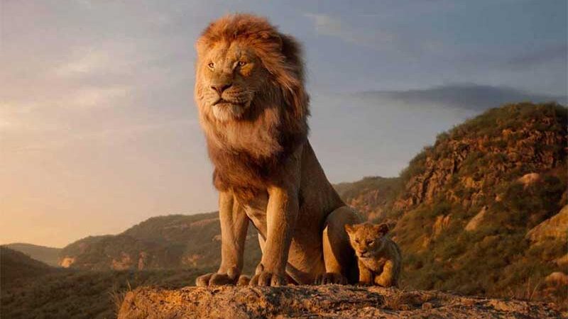 Vitória! 33 leões foram resgatados de circos na América do Sul