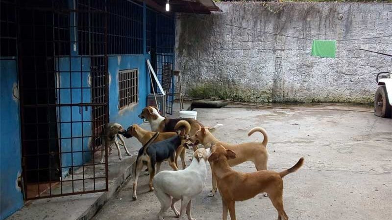 Prefeitura de Manacapuru (AM) tira abrigo de protetora de animais